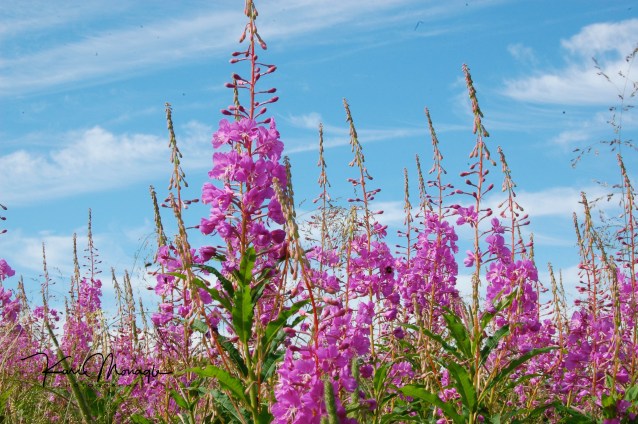 fireweed