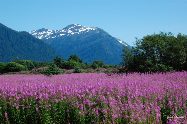 paraglider-off-mt-roberts