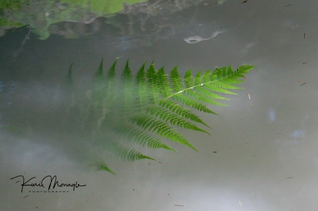 submerged-fern